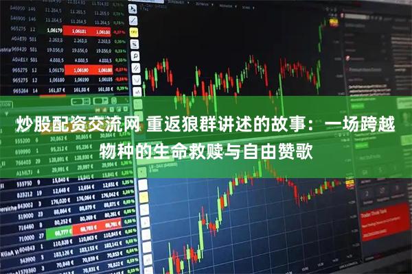 炒股配资交流网 重返狼群讲述的故事：一场跨越物种的生命救赎与自由赞歌